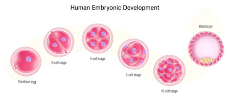 Human embryonic development. Human embryogenesis. Zygote, 2-cell stage, 4-cell stage, 6-cell stage, 8-cell stage, 16-cell stage, Blastocyst.のイラスト素材
