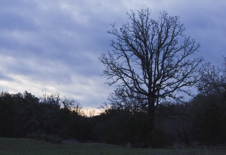 Sunrise in a stormy winter sky with trees and cloudsの写真素材