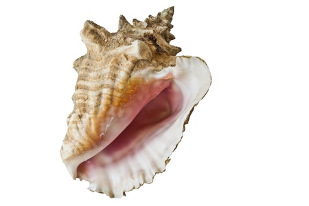 Conch Shell isolatedon a white backgroundの写真素材