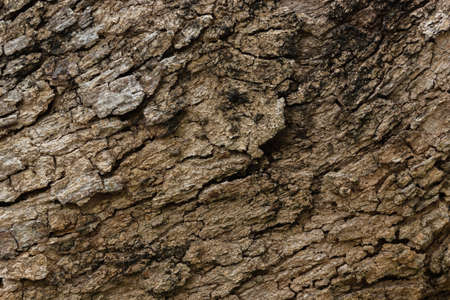 Bark of Longan treeの写真素材