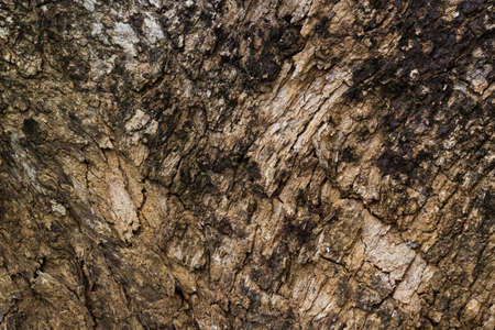 bark of the treeの写真素材