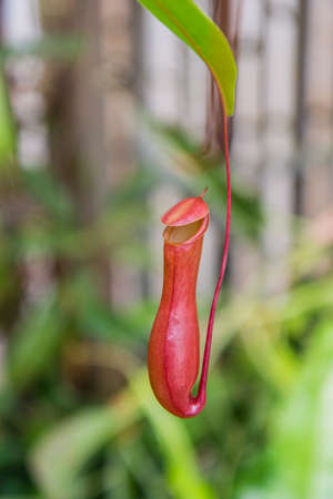 Pitcher plant in gardenの写真素材