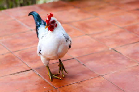 White Chickenの写真素材