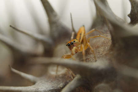 Spider Orangeの写真素材