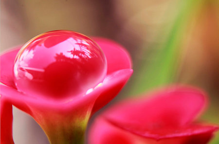 flower bubbleの写真素材