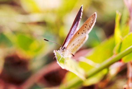 Butterflyの写真素材