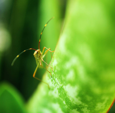 Green bug