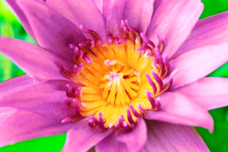 Purple Lotusの写真素材