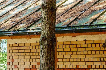 Pine needles on a green metal roof.の写真素材