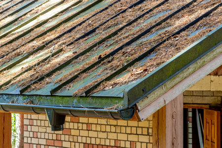 Pine needles on a green metal roof.の写真素材