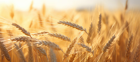 Wheatfield. Ears of golden wheat close up. Beautiful Nature Sunset Landscape. Rural Scenery under Shining Sunlight. Background of ripening ears of meadow wheat field. Rich harvest conceptの素材