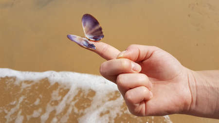 seashell in the hands on a finger on the beach in Srilanka