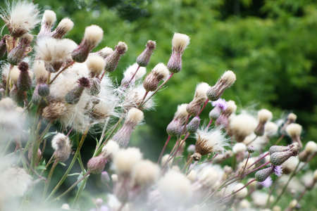 purple flowering of marsh thistle 'cirsium palustre' in a meadow near river in Poland.