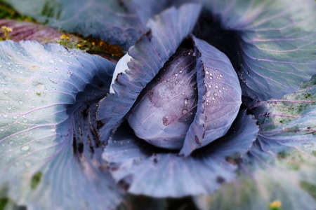red cabbage growing in the field; closeup with raindrops