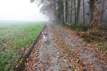 Dog on a walk on a foggy morning in autumn in countryside in Poland