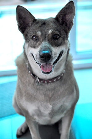 female thai dog smilesの写真素材