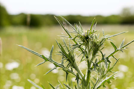 Thistle in front of a green meadow in the springの写真素材