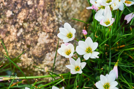Crocus Sieberi, Bowles White Top Viewの写真素材
