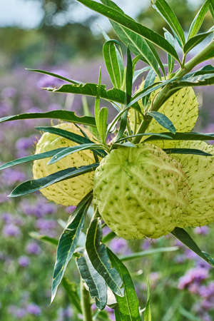 Milkweed,Gomphocarpus physocarpus close upの写真素材