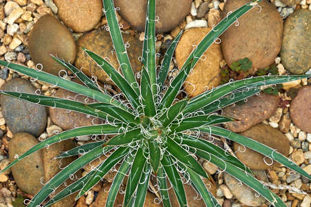 Sharp pointed agave plant leaves