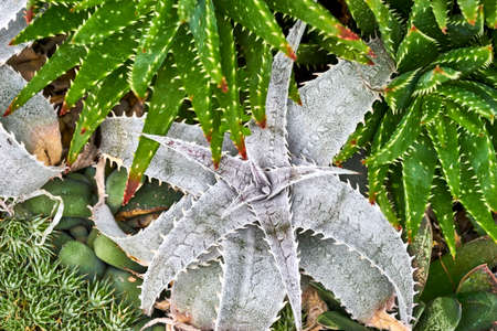 Aloe vera plants, tropical green plants tolerate hot weather.の写真素材