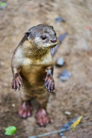 Oriental Small-Clawed Otter top view