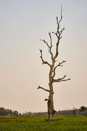 Lonely Dried Dead Tree backgraond in the fealdの写真素材