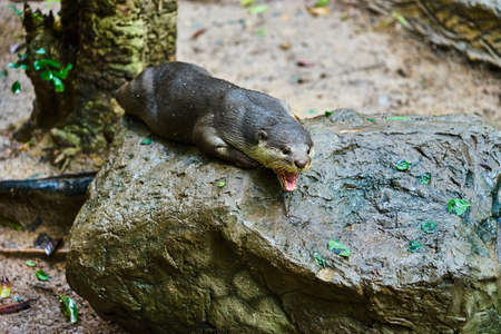 Oriental Small-Clawed Otter top viewの写真素材