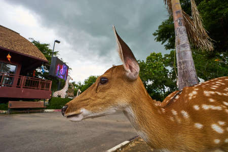 Deer in a zoo, close up, wide angleの写真素材