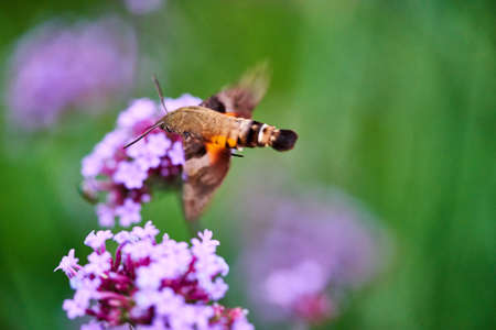 Humming moth on a Red Valerian flowersの写真素材