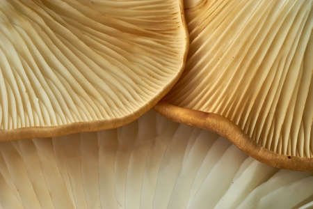close up of the texture of a raw brown mistake mushroom