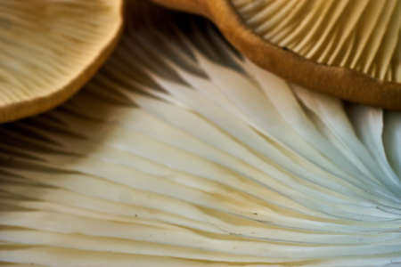 close up of the texture of a raw brown mistake mushroomの写真素材