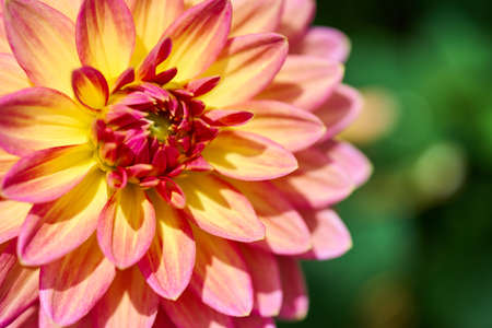 Dahlia flower, summer scene, macro, beautiful flora, close up petals, pink and yellow flower over green grass blurred backgroundの写真素材