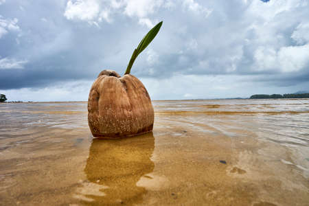 coconut sprout on the tropical sea beachの写真素材