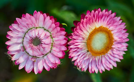 spring gerbera flowersの写真素材