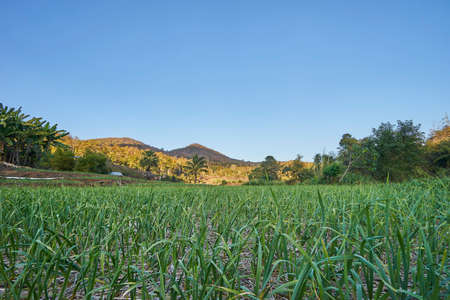 Green rice field on mountain backgroundの写真素材