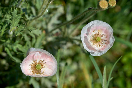 White Poppy Papaver rhoeas close-up, macro natural light.の写真素材