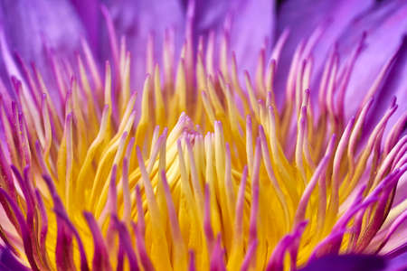 lotus bloom. close up pollenの写真素材