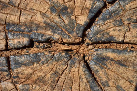 Brown split tree trunk, wood backgroundsの写真素材