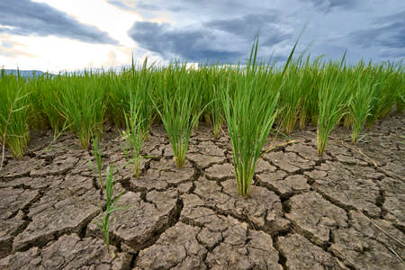 Green ear of rice in paddy rice field under blue cloudy sky