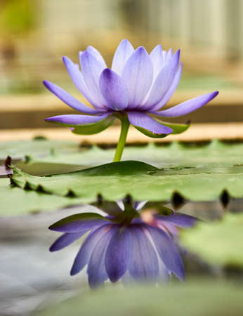 lotus bloom. close up pollenの写真素材