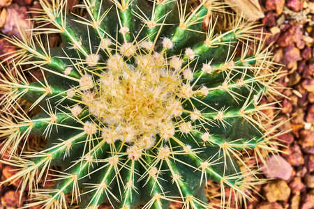 Close up photo of cactus needlesの写真素材