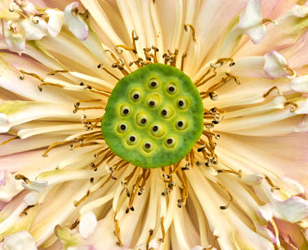 Beautiful lotus flower in lake at sunny dayの写真素材