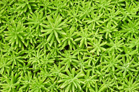 green small agave pattern close upの写真素材