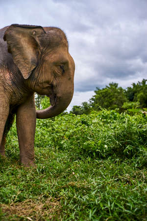 elephant playing, eating sugar grass caneの写真素材