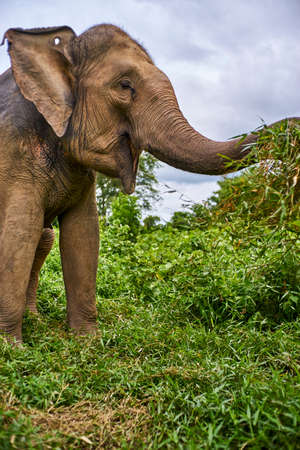 elephant playing, eating sugar grass caneの写真素材