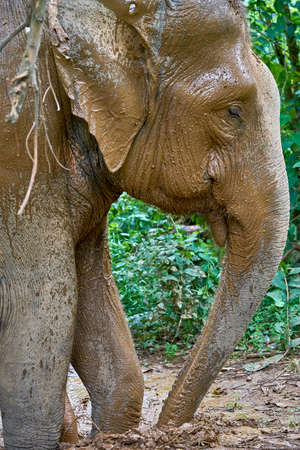 Elephant having mud bath in the jungelの写真素材