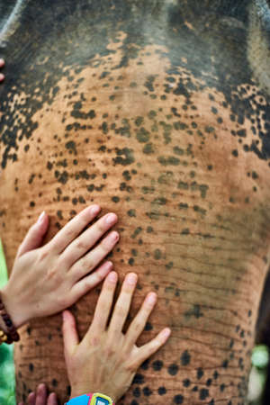 Human hand touching a crying Elephant bodyの写真素材