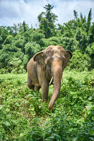 Elephant Wildlife scene in nature habitat in thailandの写真素材
