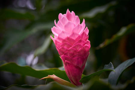 torch ginger flower